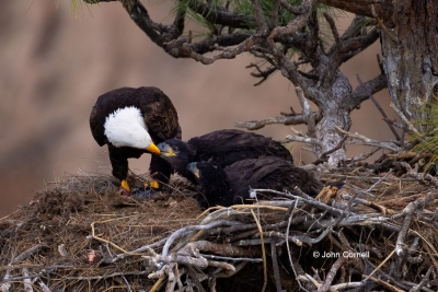 Bald-Eagle;Eagle;Feeding-Behavior;Haliaeetus-leucocephalus;Nest;One;aerie;avifau